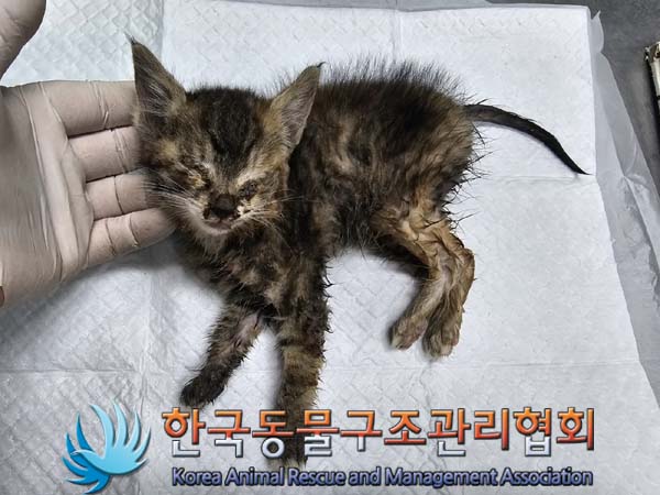 한국동물구조관리협회_441382202400385