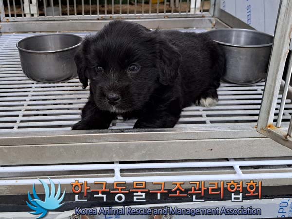 한국동물구조관리협회_441560202400512