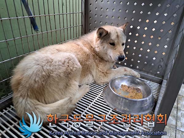 한국동물구조관리협회_441559202400524