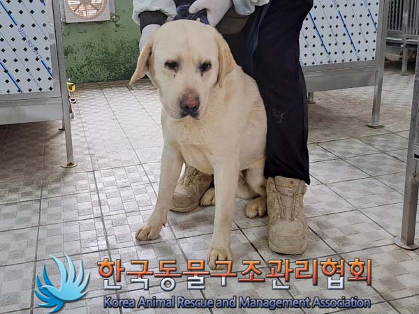 한국동물구조관리협회_441559202400525