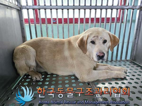 한국동물구조관리협회_441559202400526