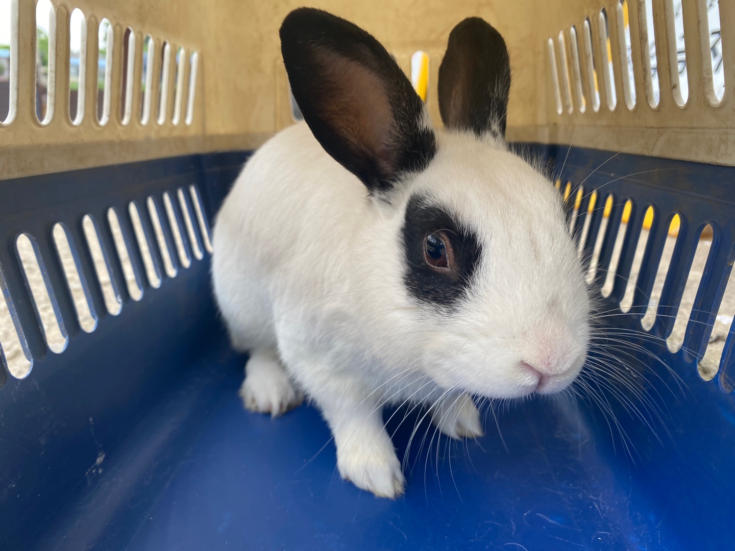 한국야생동물보호협회_441390202400403