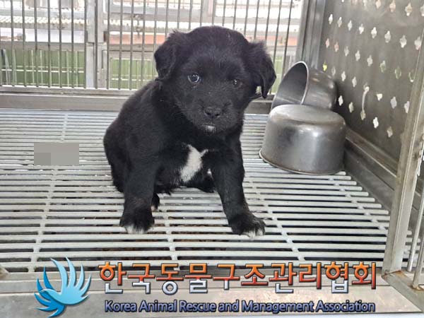 한국동물구조관리협회_441560202400511