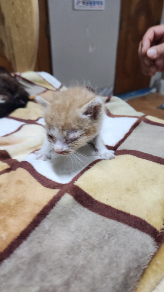 익산유기동물보호소_445468202401265