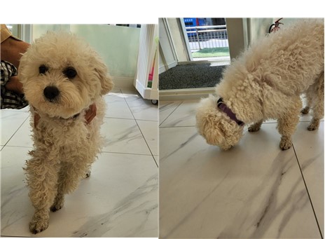 대전동물보호센터_430366202400217