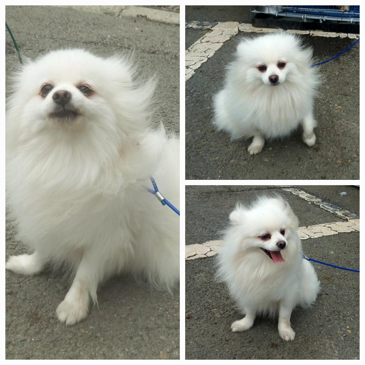 유기동물보호소_446481202400331