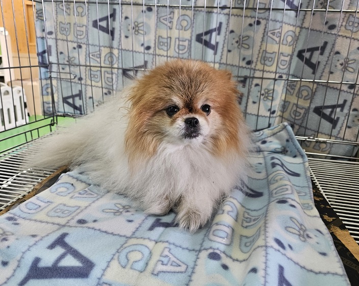 진해유기동물보호소_448532202400390