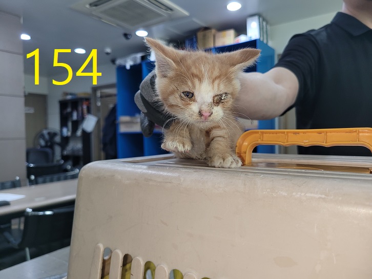 보호중 한국 고양이…