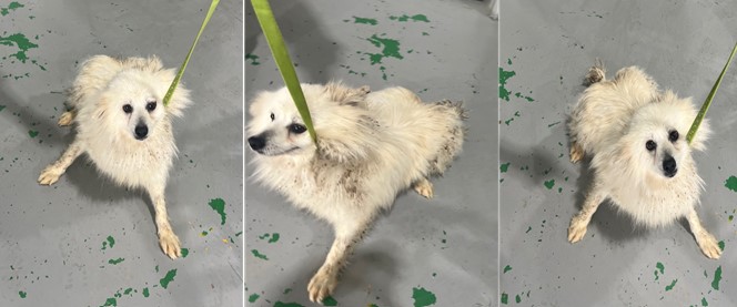 부산동물보호센터_426326202400170