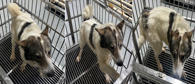 부산동물보호센터_426326202400177