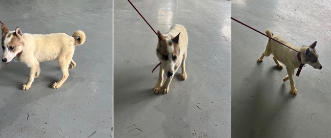 부산동물보호센터_426326202400169