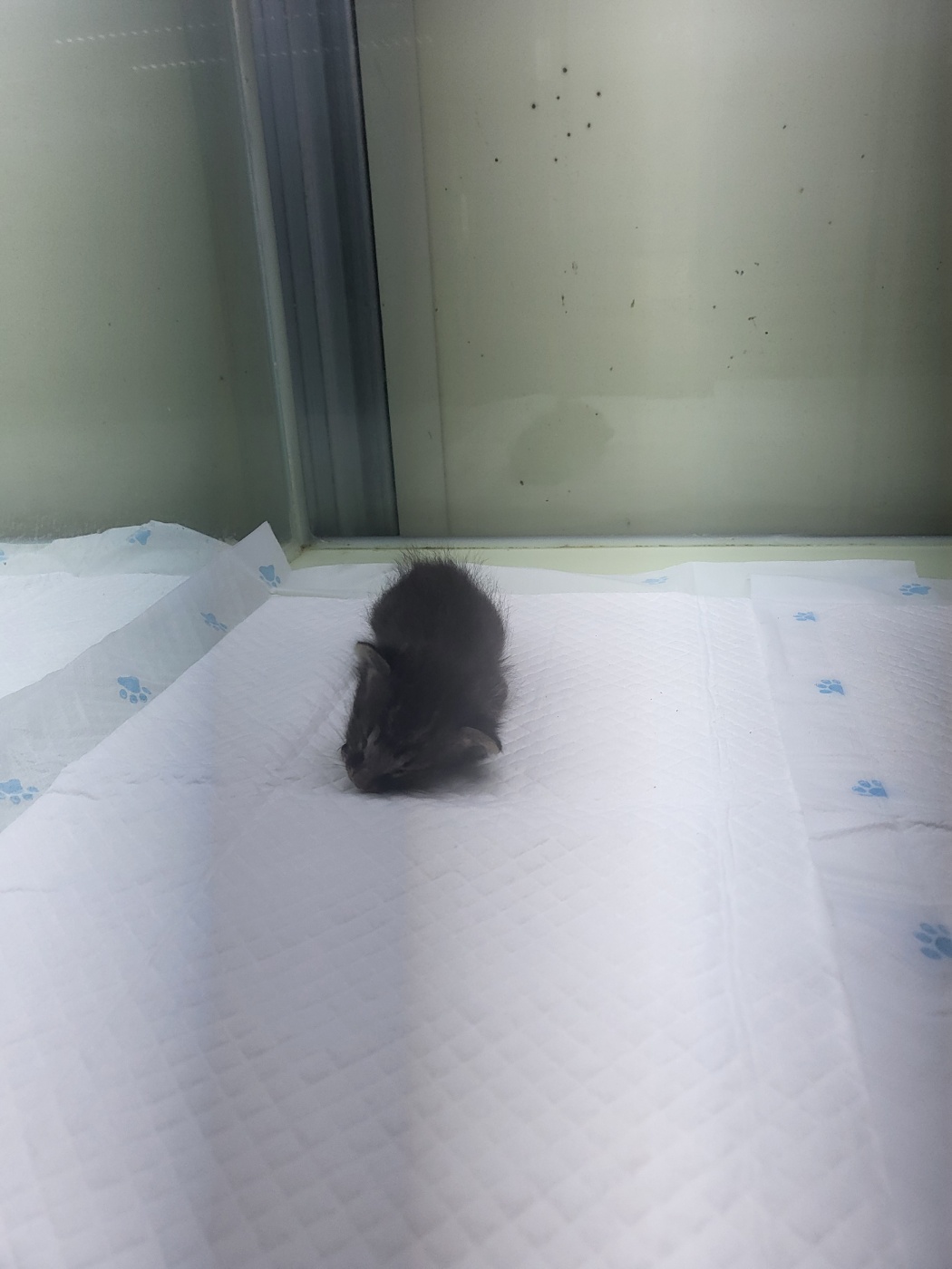 종료(자연사) 한국…