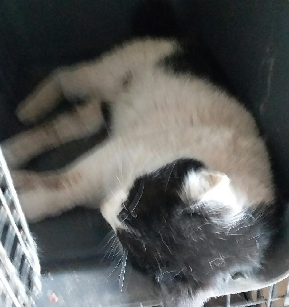 대구유기동물보호협회_427345202400227