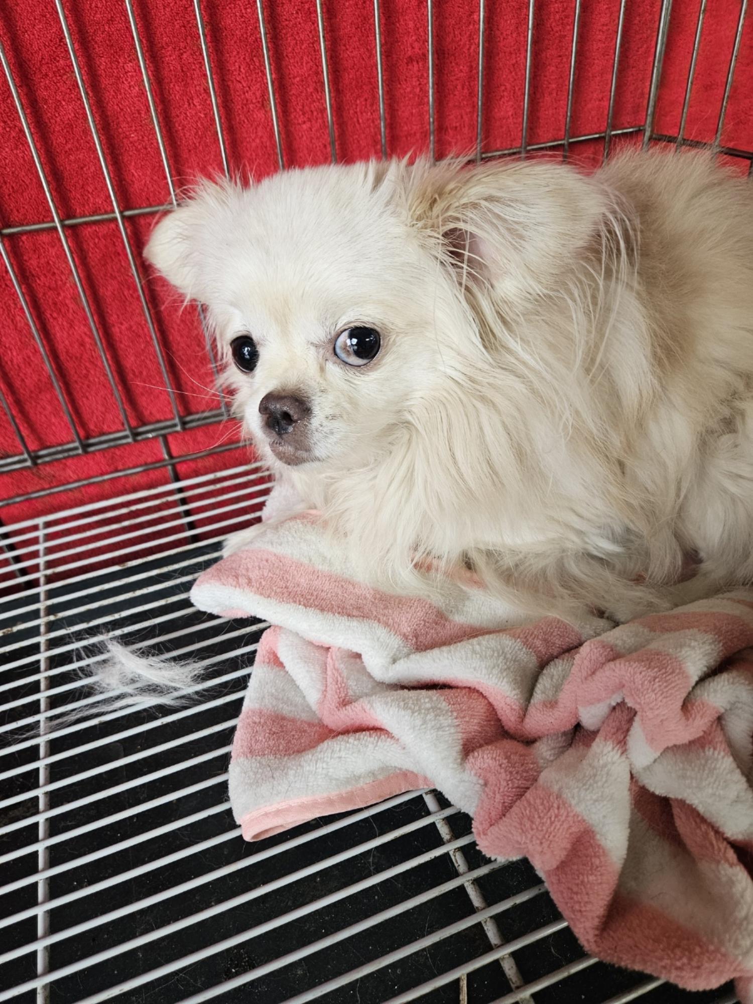 보호중 믹스견의 가…