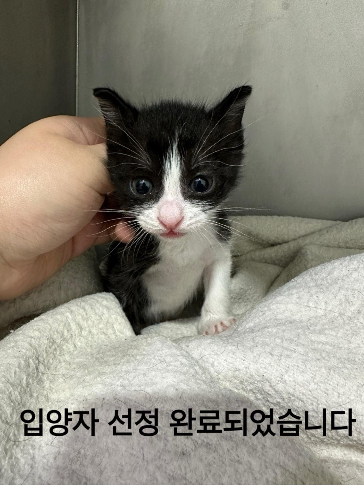 멘토동물병원_427346202400518