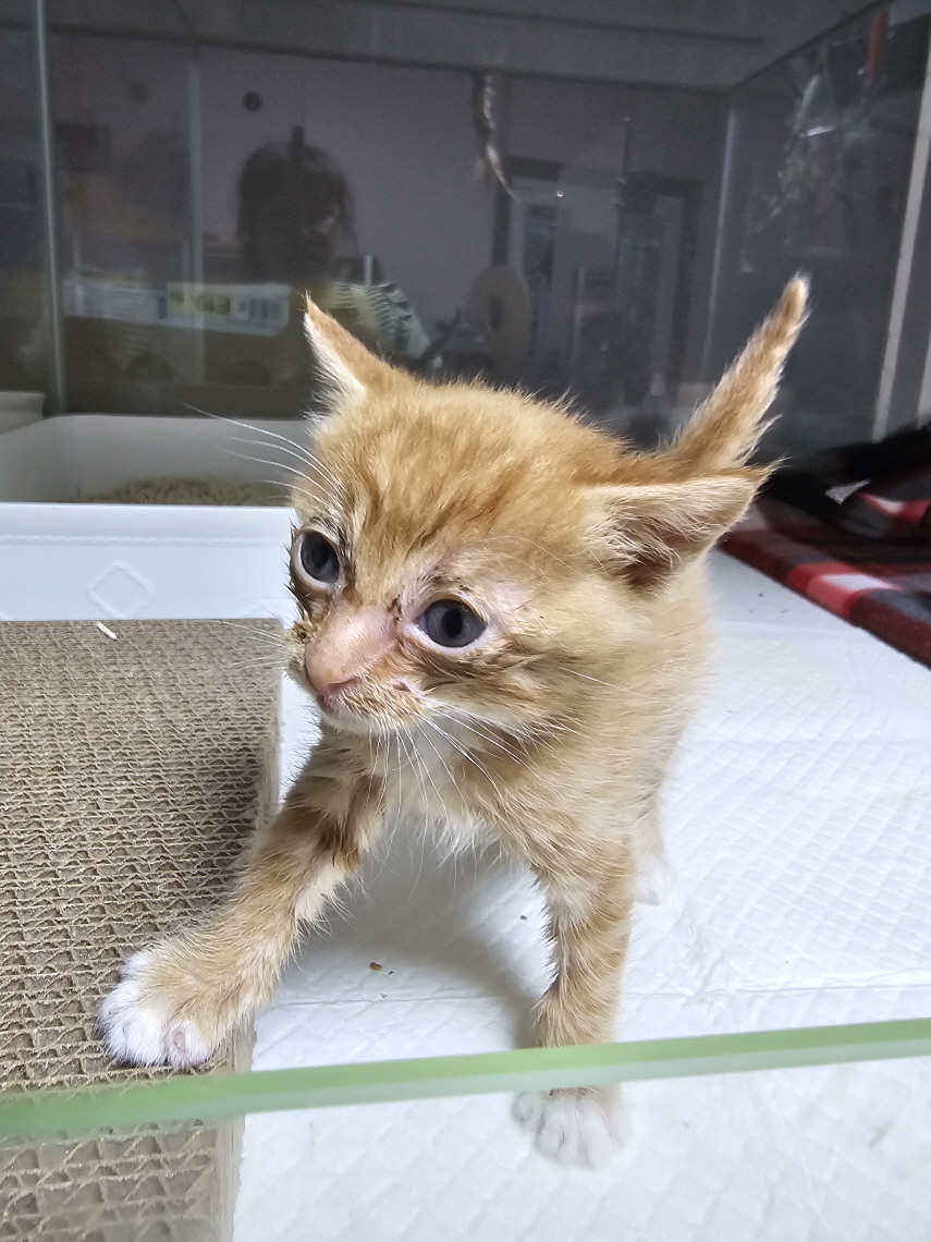 보령길고양이보호협회_444451202400547