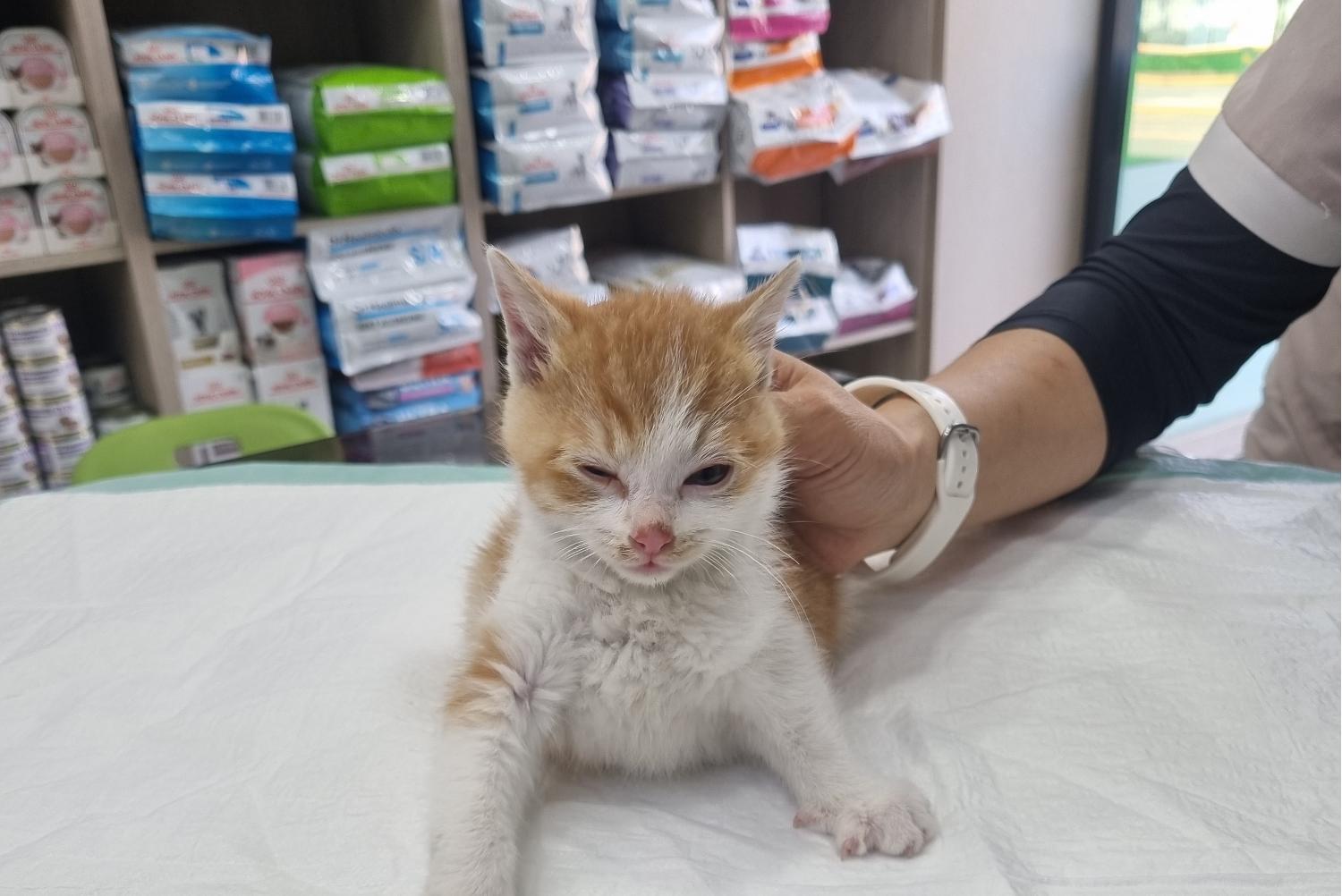 보호중 한국 고양이…