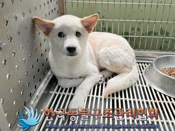 한국동물구조관리협회_411315202400243