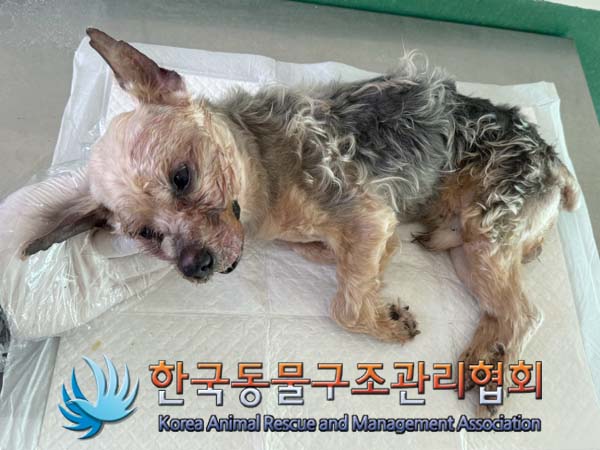 한국동물구조관리협회_411311202400332