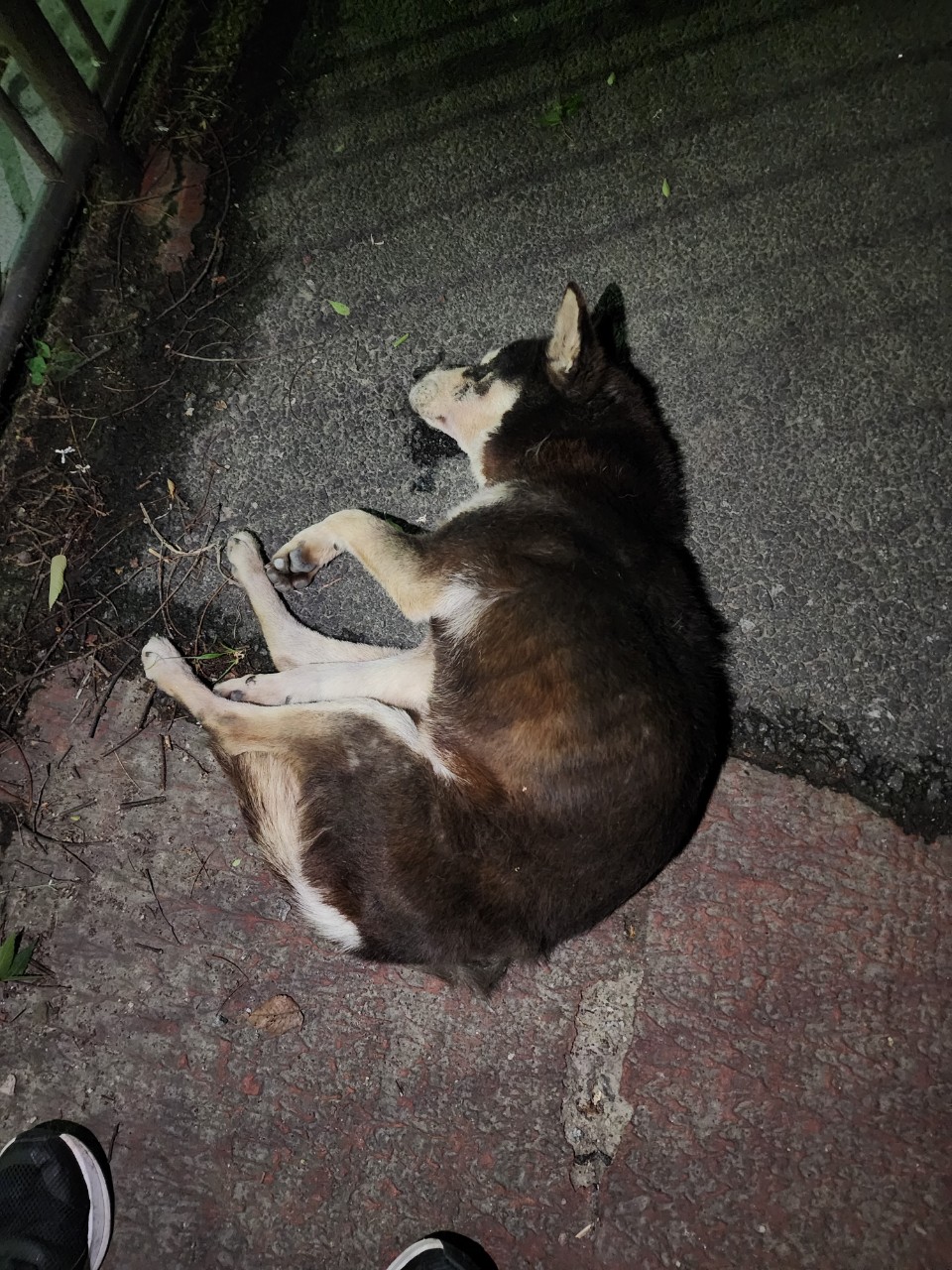 아산동물복지지원센터_444452202401453