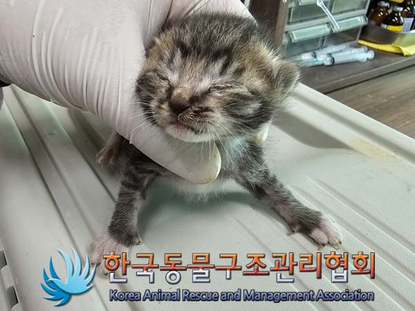 한국동물구조관리협회_411317202400140