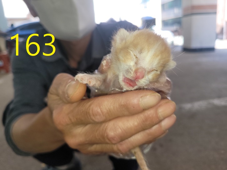 보호중 한국 고양이…