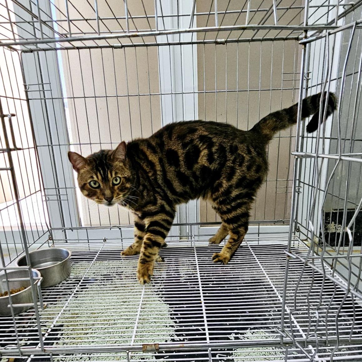 통영시동물보호센터_448533202400381