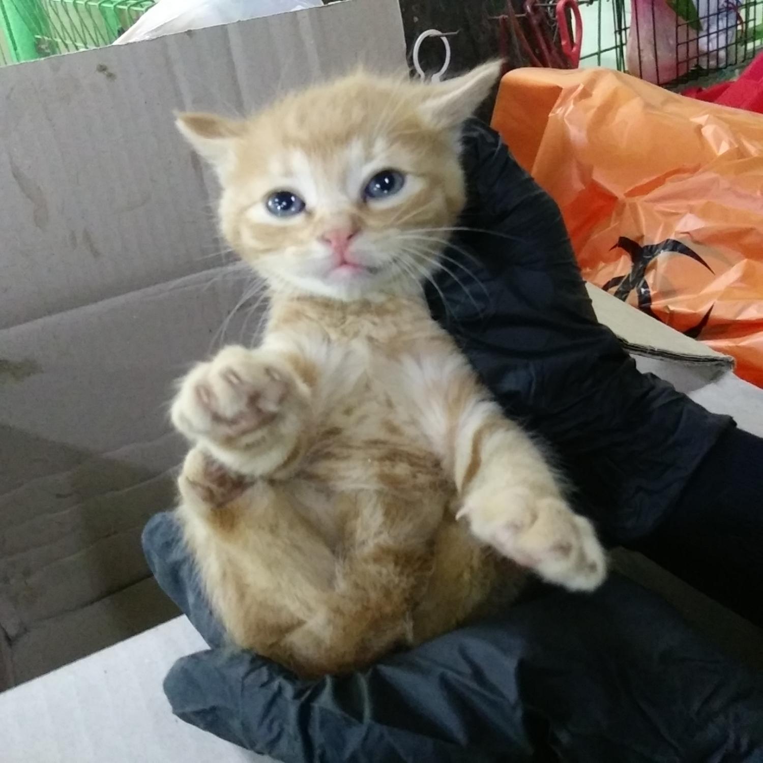 종료(자연사) 한국…