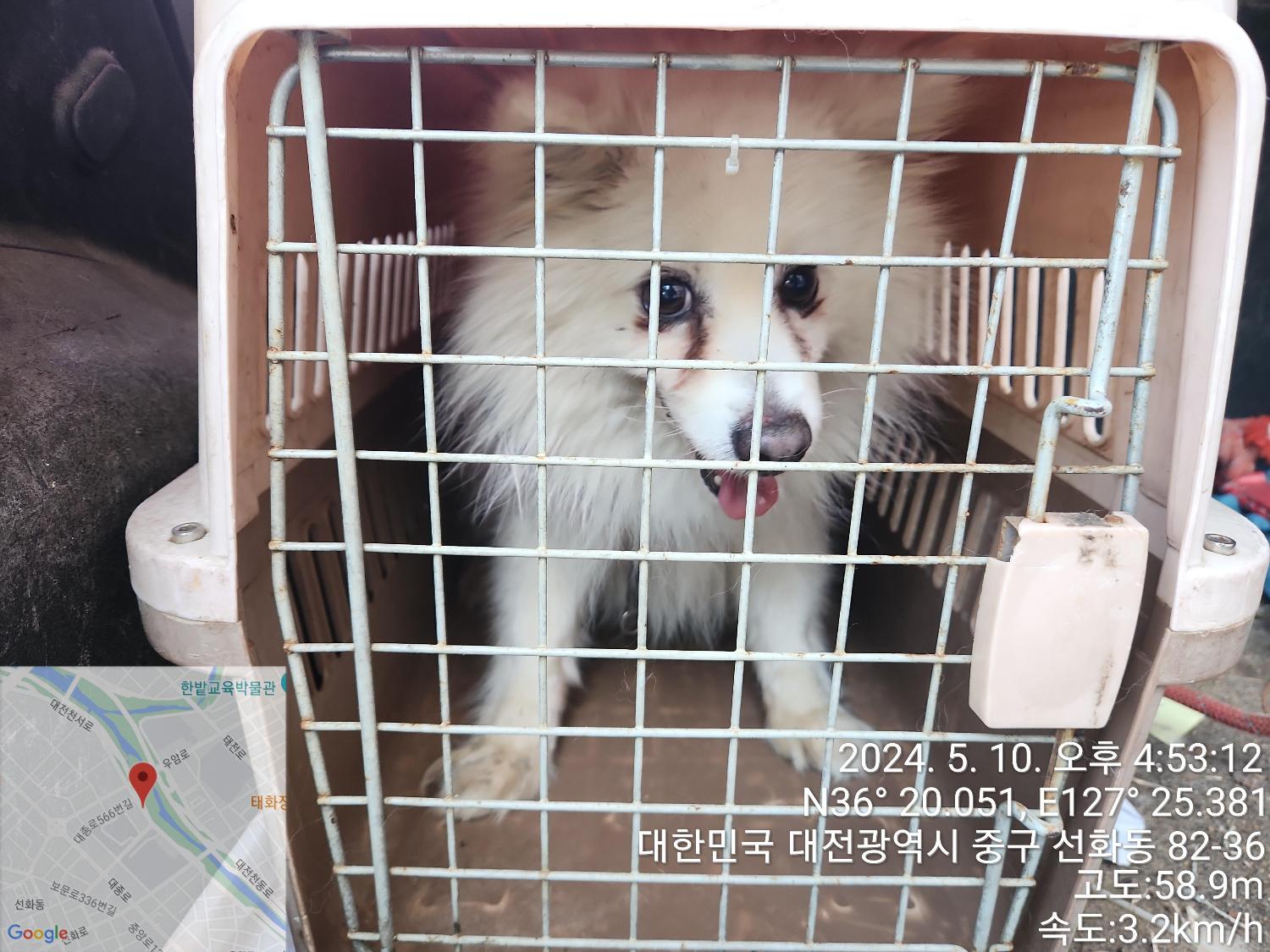 종료(반환) 스피츠…