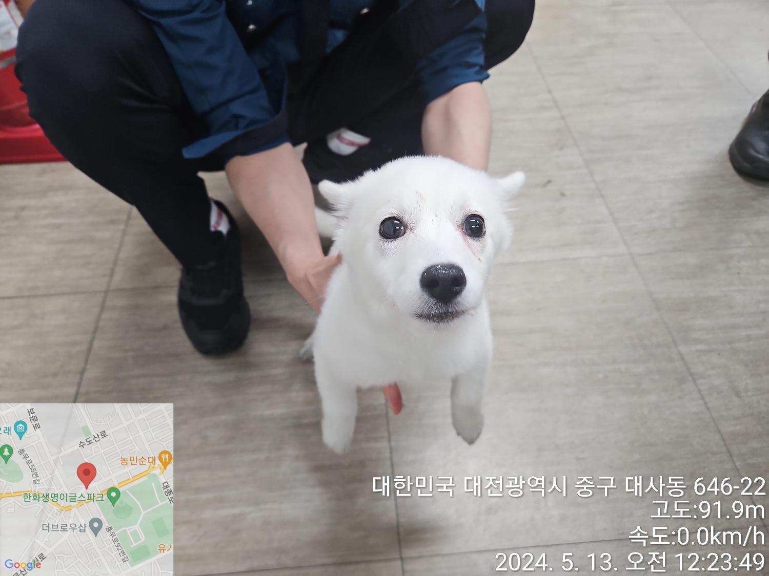보호중 믹스견의 가…