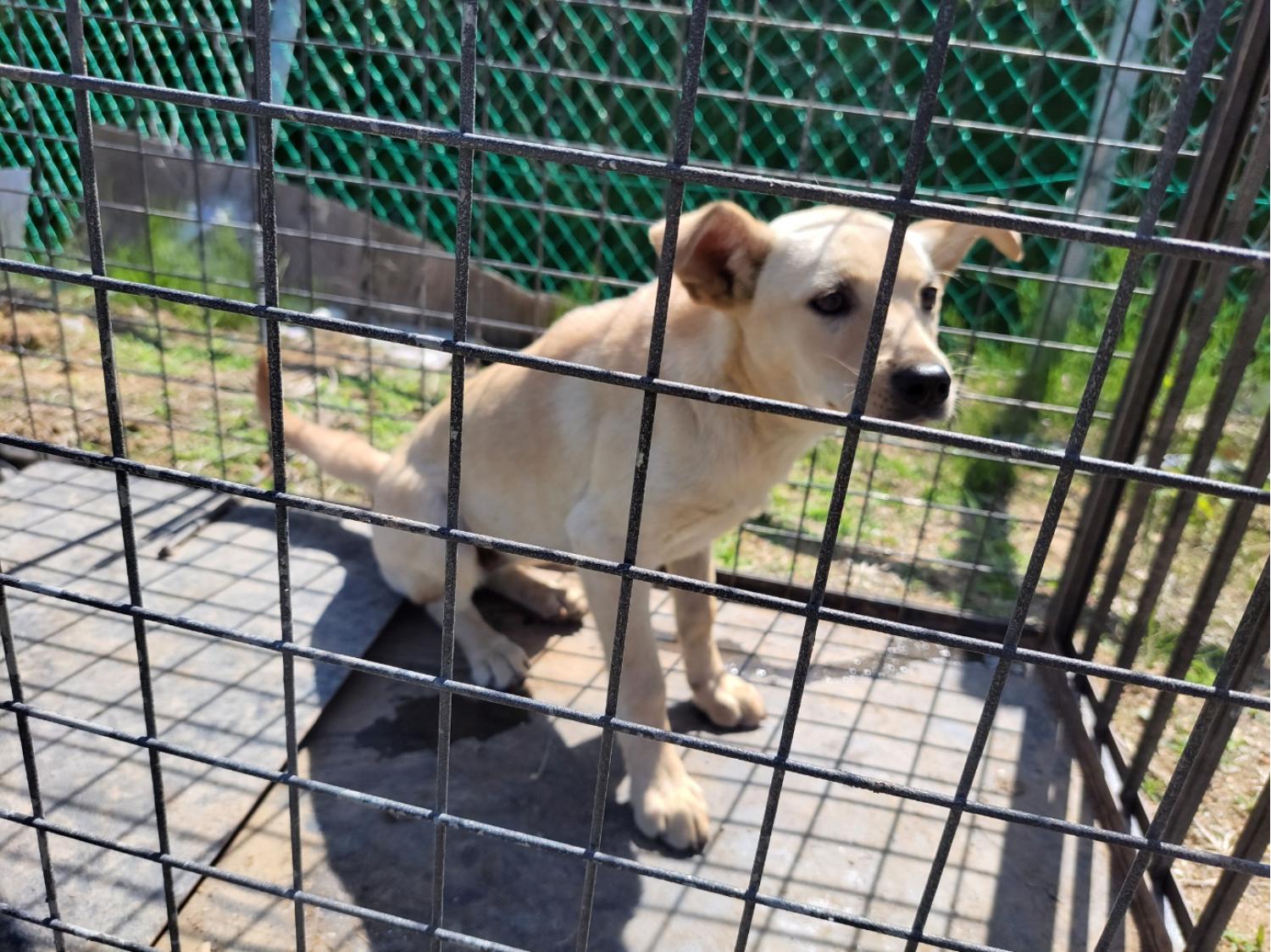 고양시동물보호센터_441394202400972