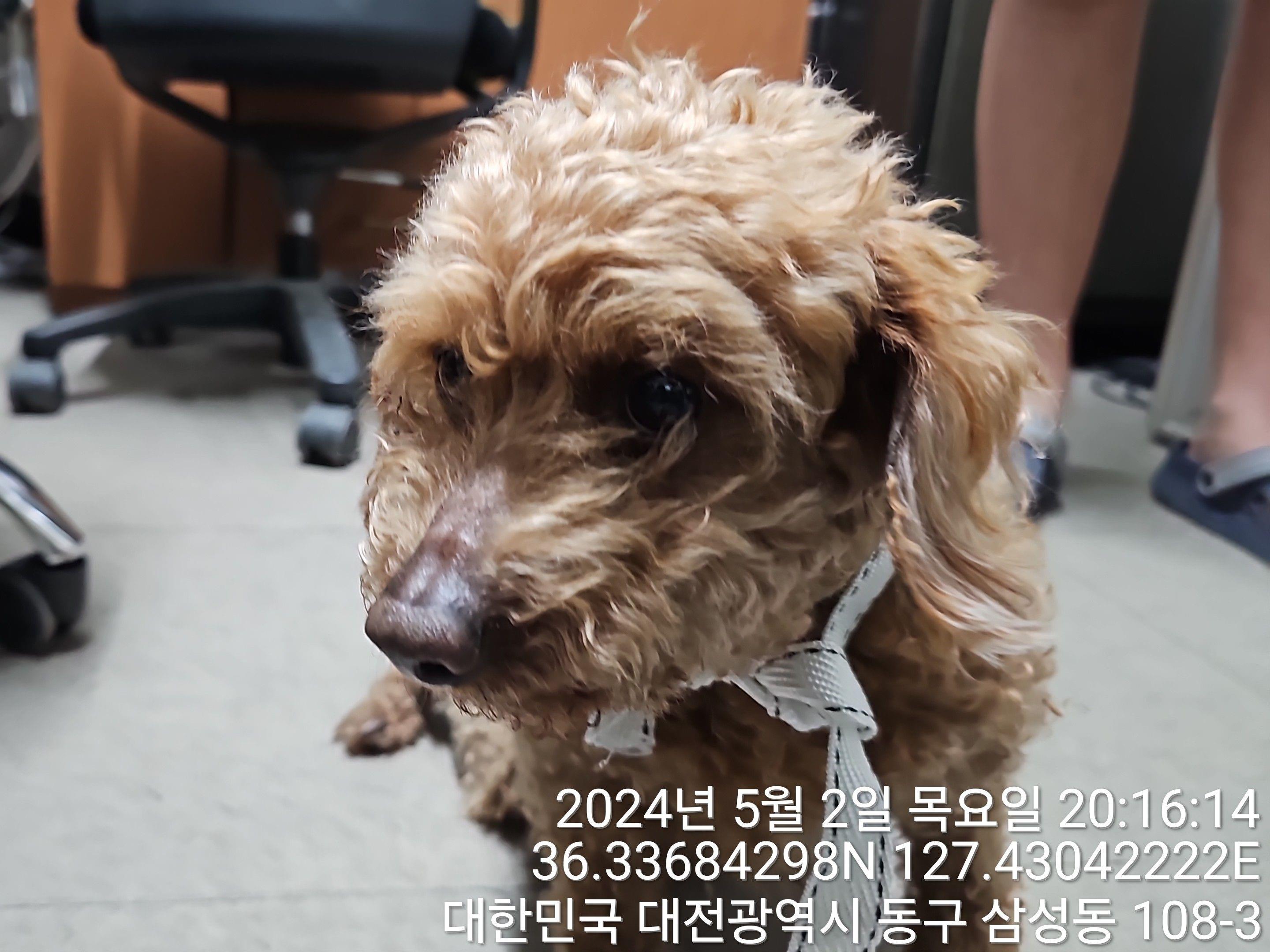 대전동물보호센터_430364202400119