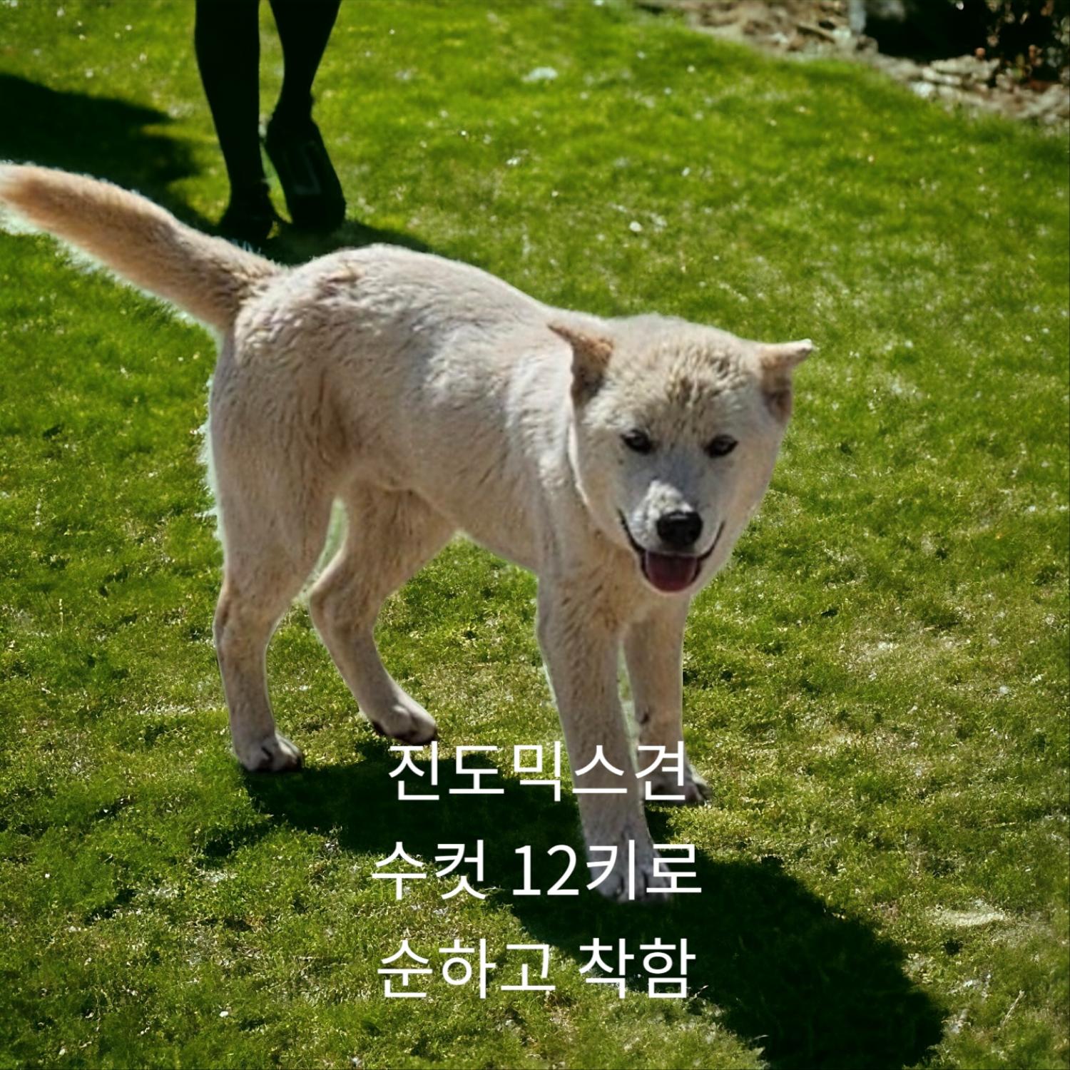 보호중 진도 믹스견…