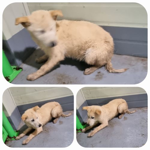 부안군 동물보호센터_445479202400299