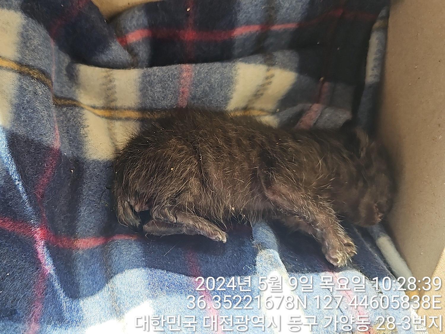 대전동물보호센터_430364202400121