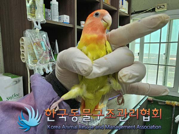종료(자연사) 앵무…