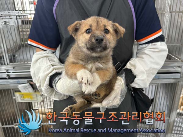 한국동물구조관리협회_411310202400309