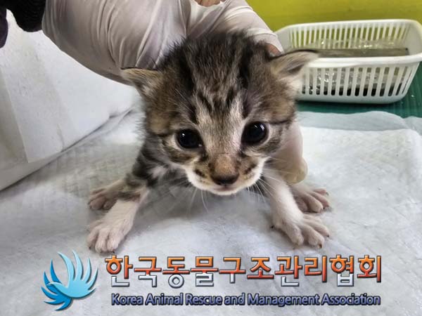 한국동물구조관리협회_411316202400240