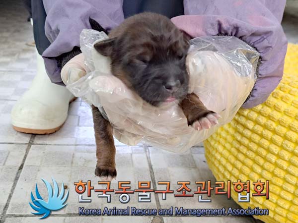 종료(안락사) 믹스…