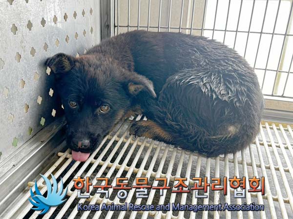 한국동물구조관리협회_441414202400322