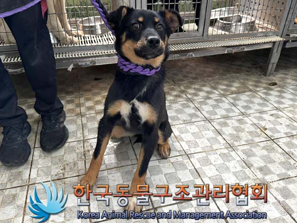 종료(안락사) 믹스…