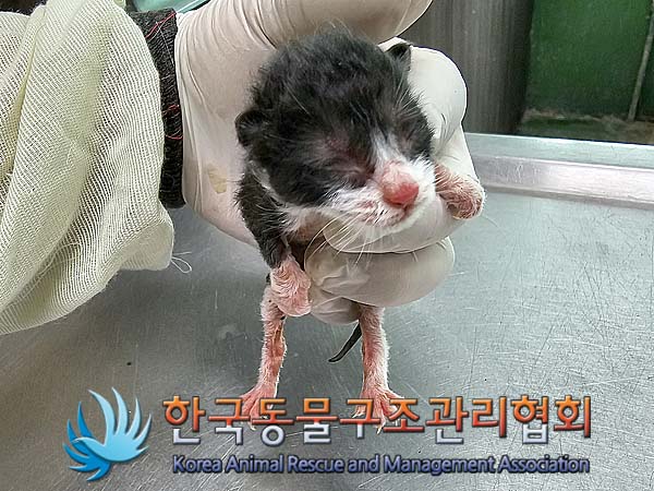 한국동물구조관리협회_441409202400643