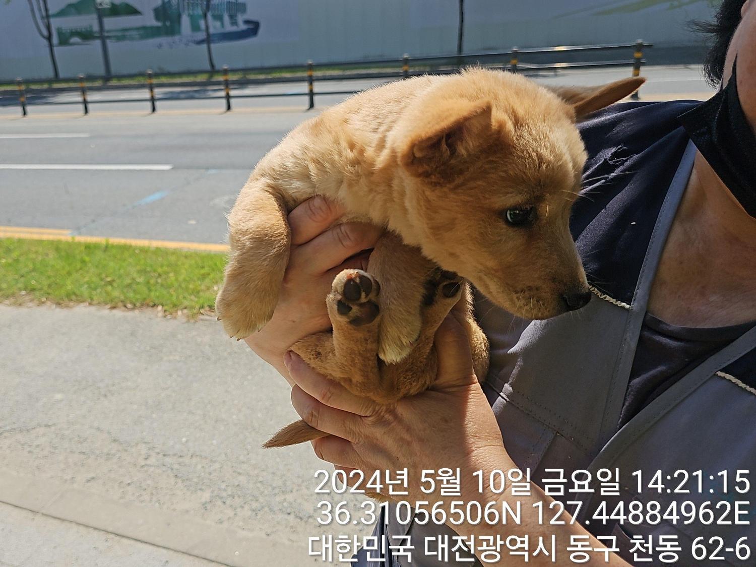 대전동물보호센터_430364202400124