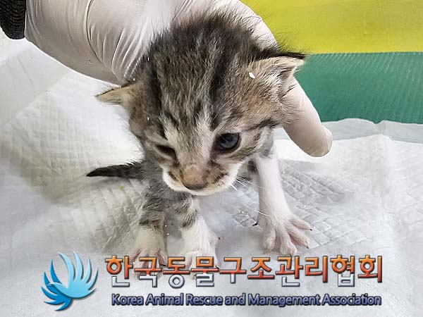 한국동물구조관리협회_411316202400238