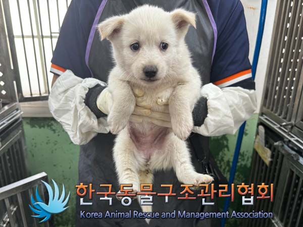 종료(안락사) 믹스…