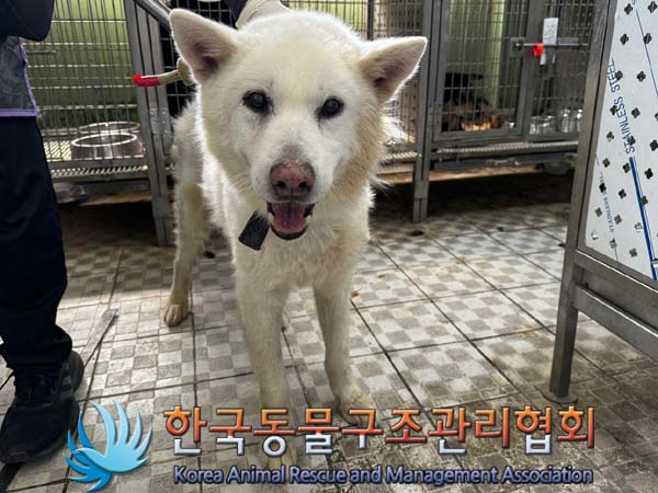 종료(반환) 믹스견…