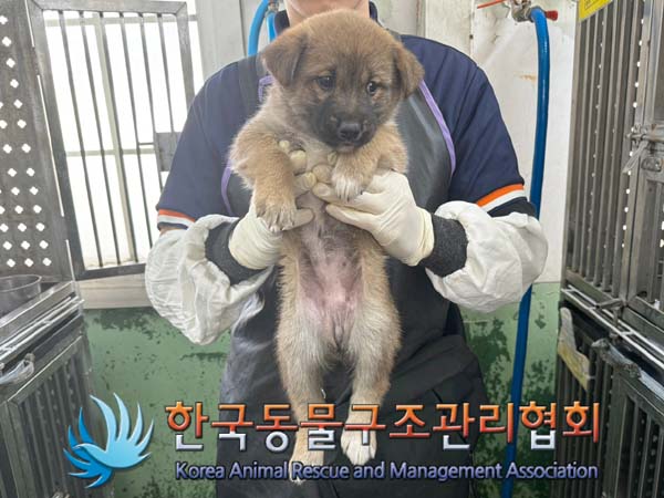종료(안락사) 믹스…