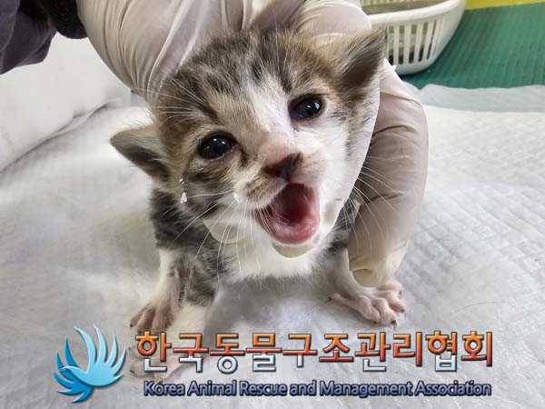 한국동물구조관리협회_411316202400239