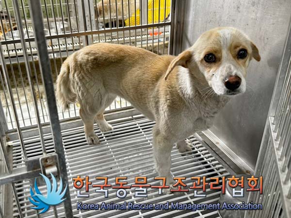 보호중 믹스견의 가…