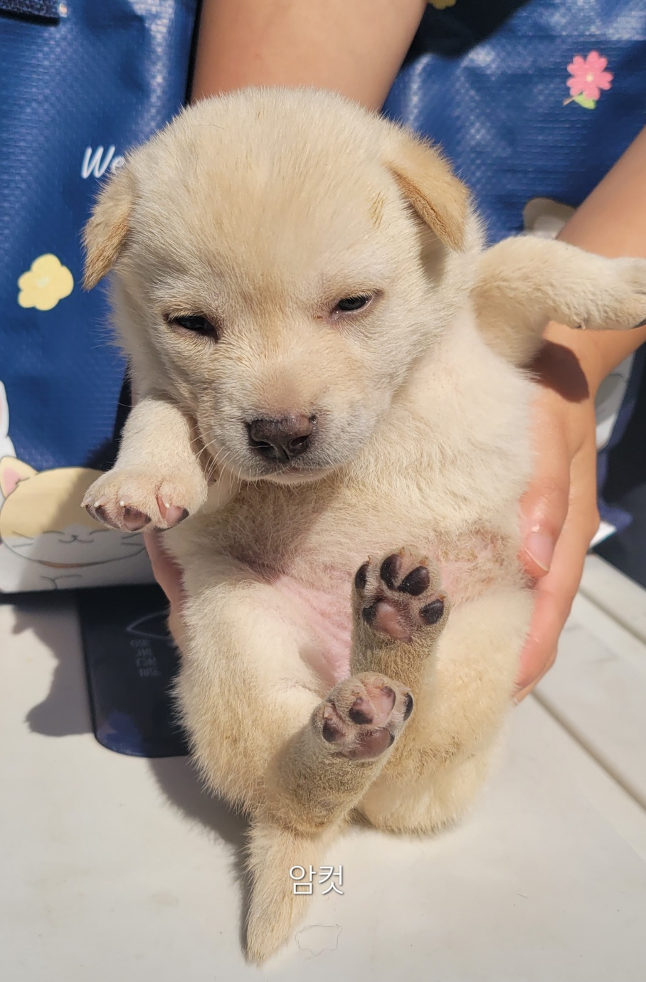 울산유기동물보호센터_431373202400616
